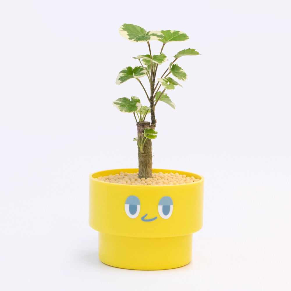 【ベーシック】PEco plants