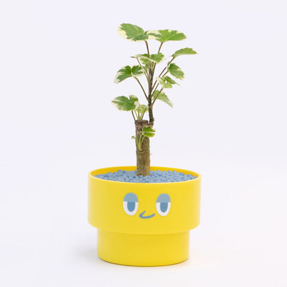 【ベーシック】PEco plants