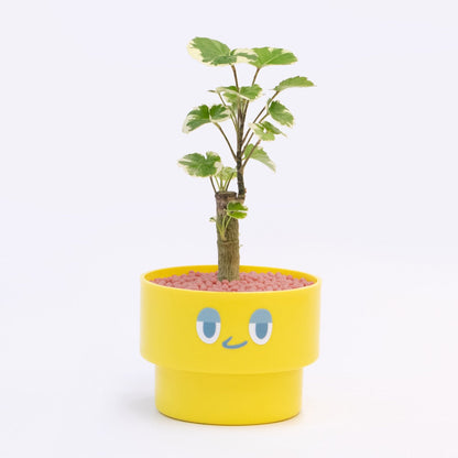 【ベーシック】PEco plants