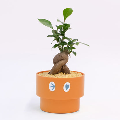 【ガジュマル】PEco plants