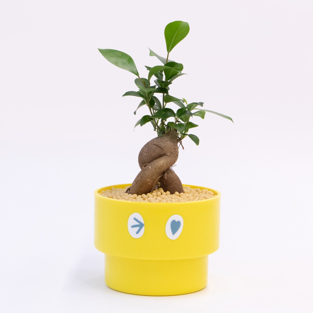自己主張する植物 fl05-10059_1.jpg