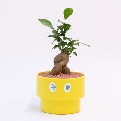 【ガジュマル】PEco plants
