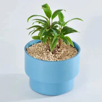 PEco plants_コルジリネ・グリーンコンパクタ