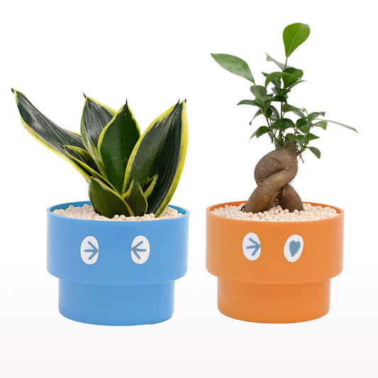 PEco plantsオススメ植物2点セット_ガジュマル・サンセベリア